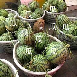 娱乐性的瓜怎么吃,教你如何畅享“吃瓜”乐趣